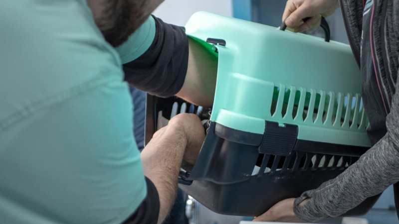 vet putting cat in the carrier