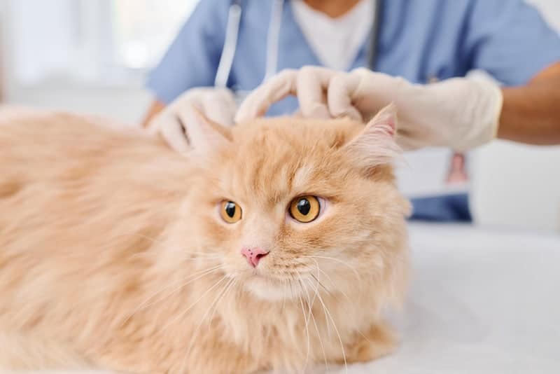 vet wearing protective gloves checking skin health of fluffy cat