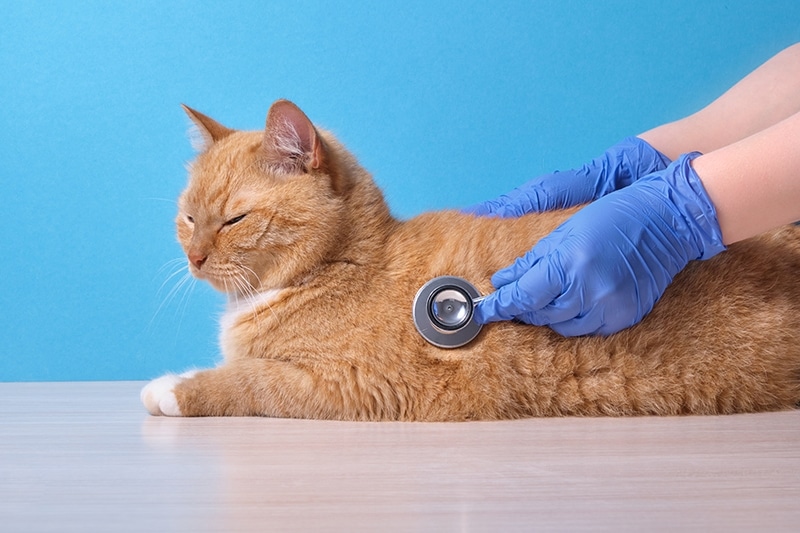 veterinarian listening to cat's heart