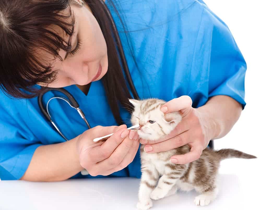 veterinarian cleaning the inside of kitten's nose