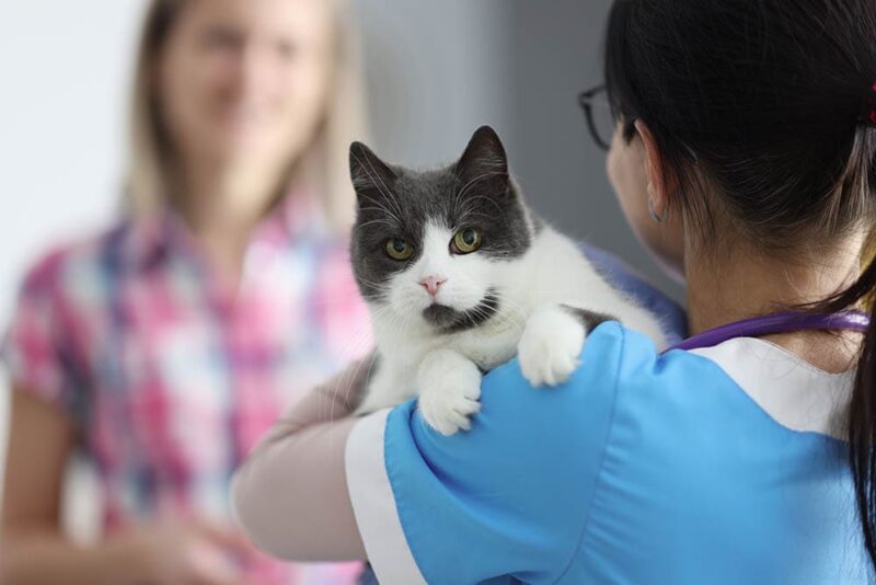 veterinarian doctor holds cat