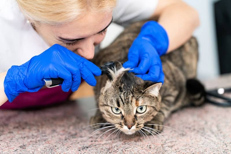 veterinarian examines a cat's ears with an otoscope