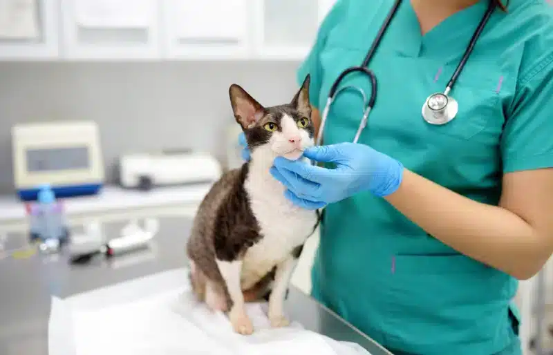 veterinarian examines cornish rex cat