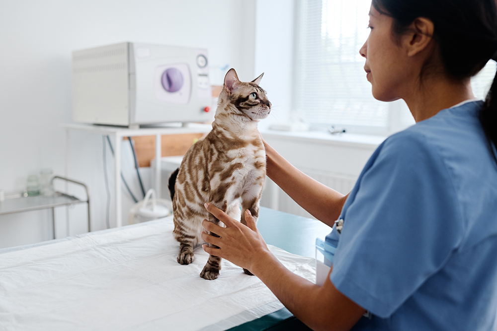veterinarian examining a bengal cat at the clinic