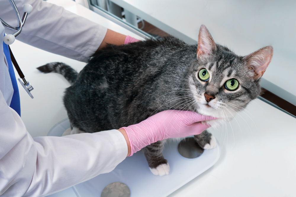 veterinarian weighs an overweight pet on a scale