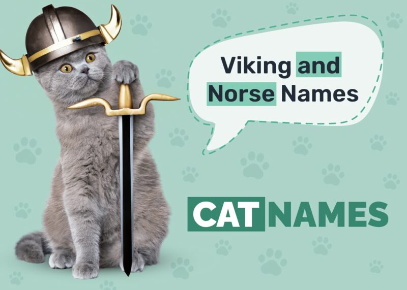 Viking and Norse Cat Names