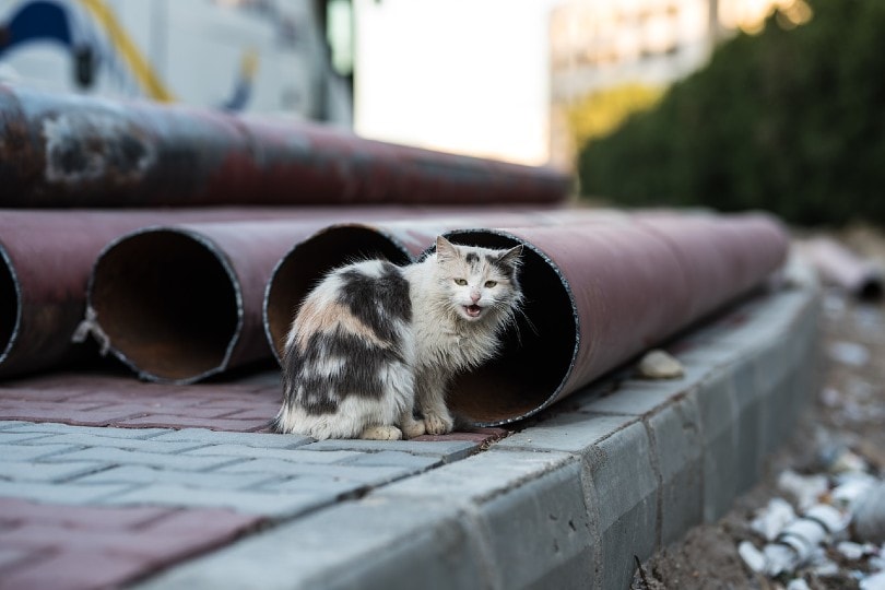 vocal semi-feral cat