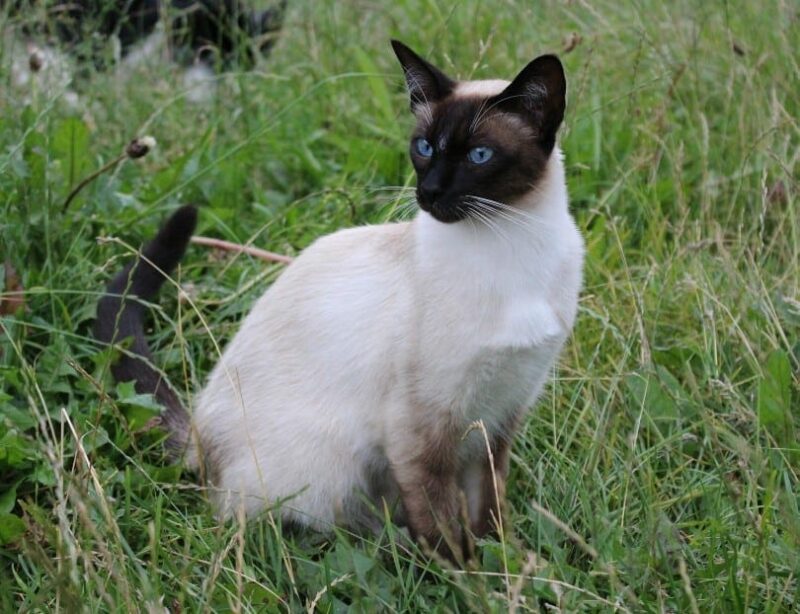 wedge head siamese outdoors