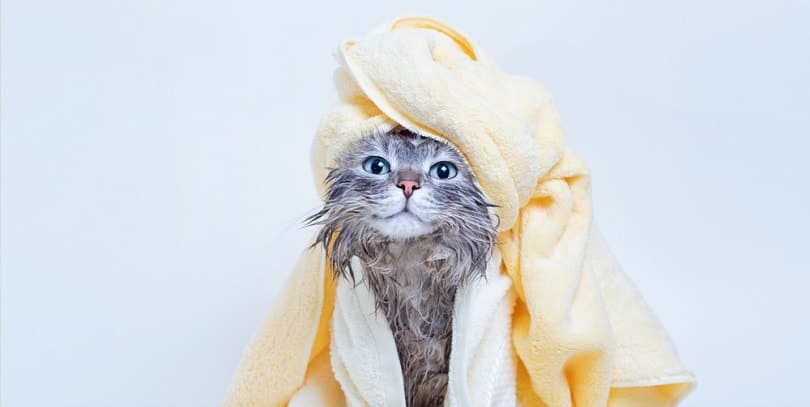 wet gray tabby cute kitten after bath_KDdesignphoto_shutterstock