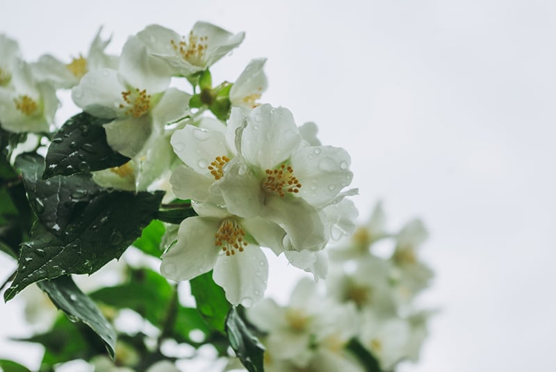 wet jasmine flowers