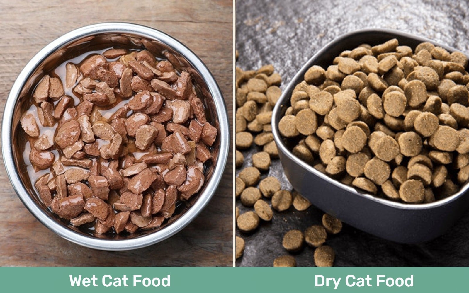 wet vs dry cat food - CAT
