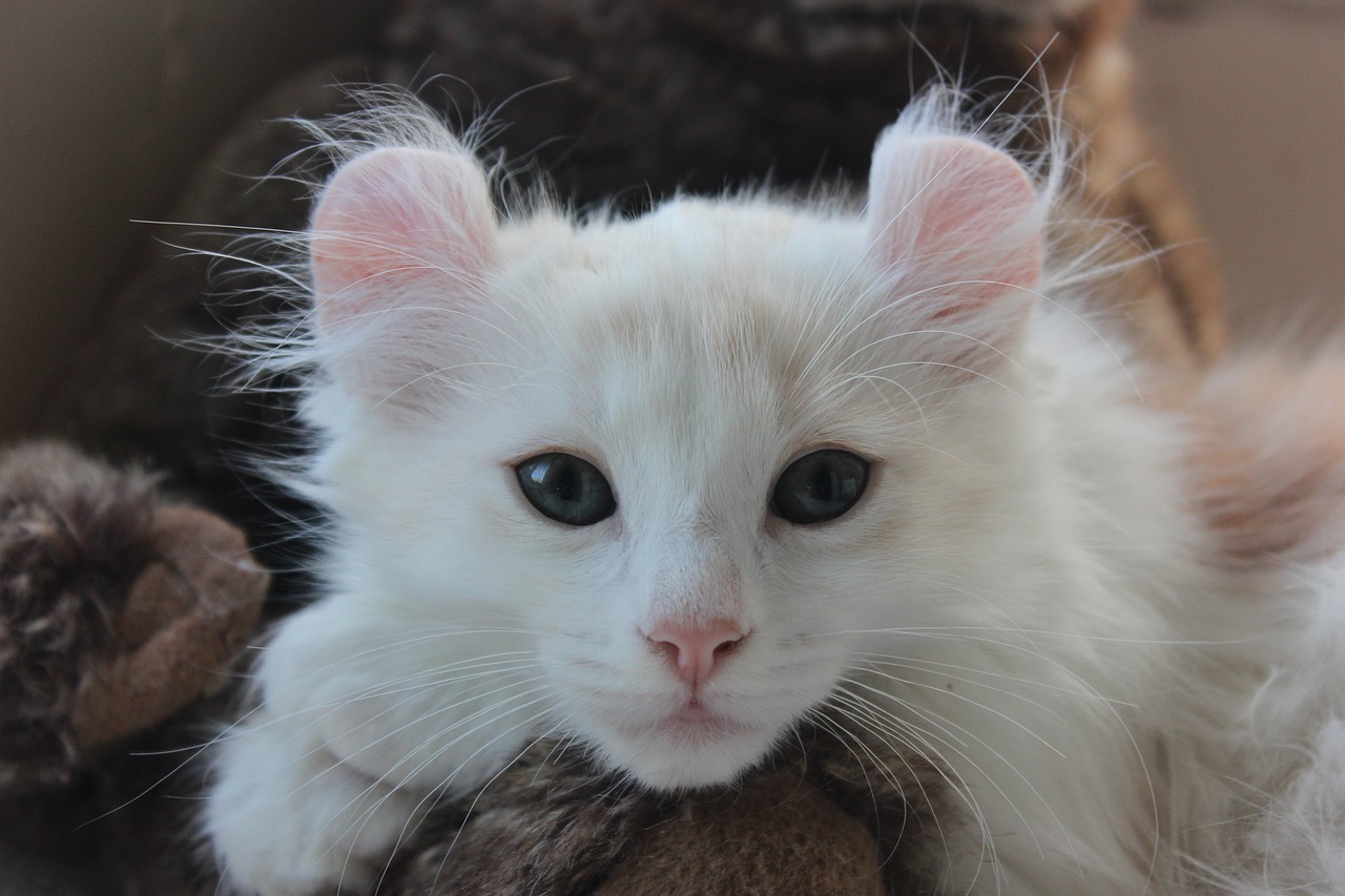 white American Curl kitten