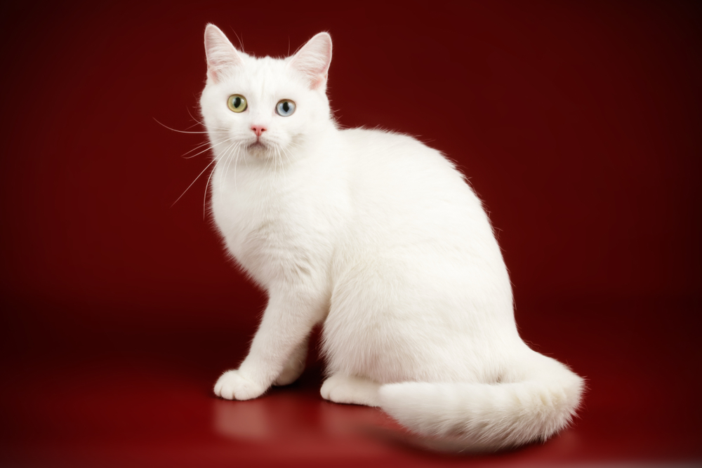 American shorthair cat on colored backgrounds