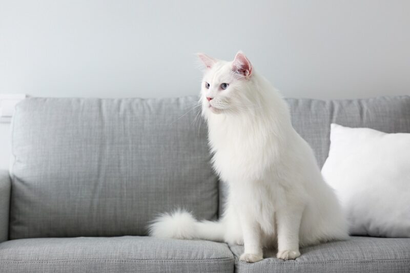 white Maine Coon cat at home