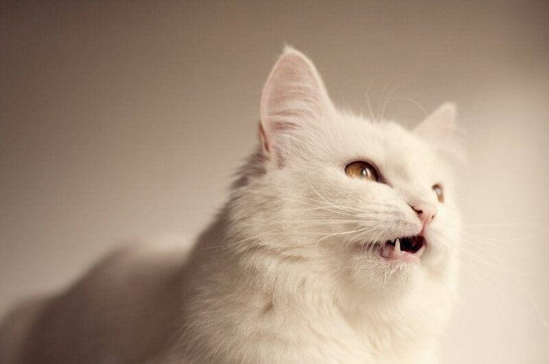 white cat chirping