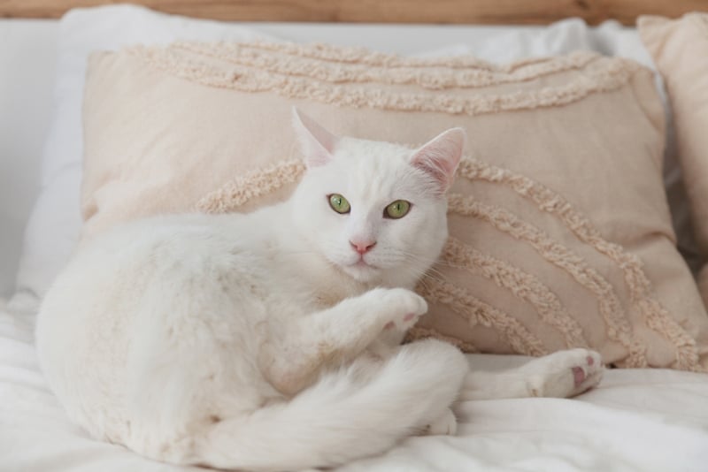 white cat lying on bed in a hotel room