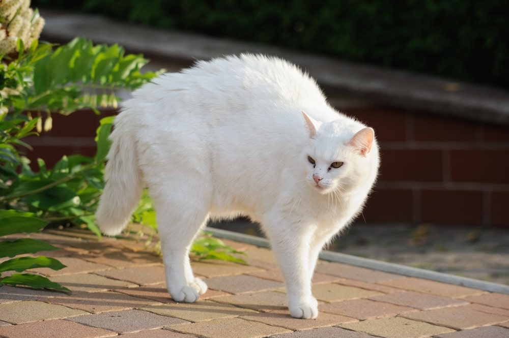 white cat makes a hump