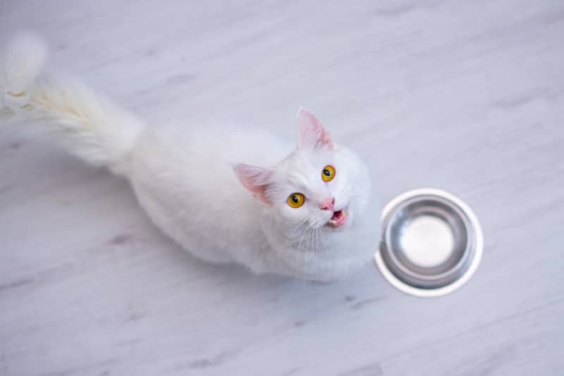 white cat meowing and waiting to be served with food