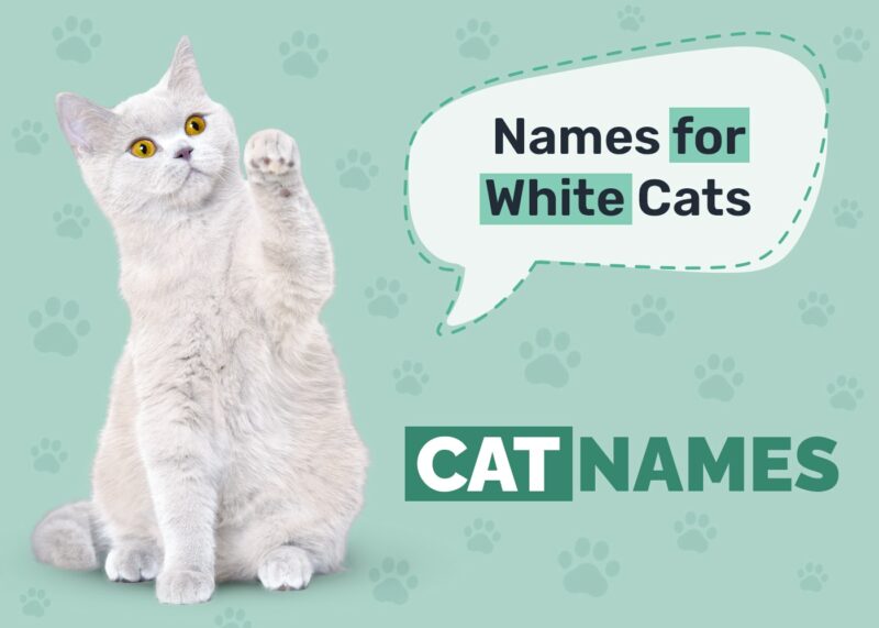 195 White Cat Names Great Ideas For Your Pristine Cat Catster 195-white-cat-names-great-ideas-for-your-pristine-cat-catster