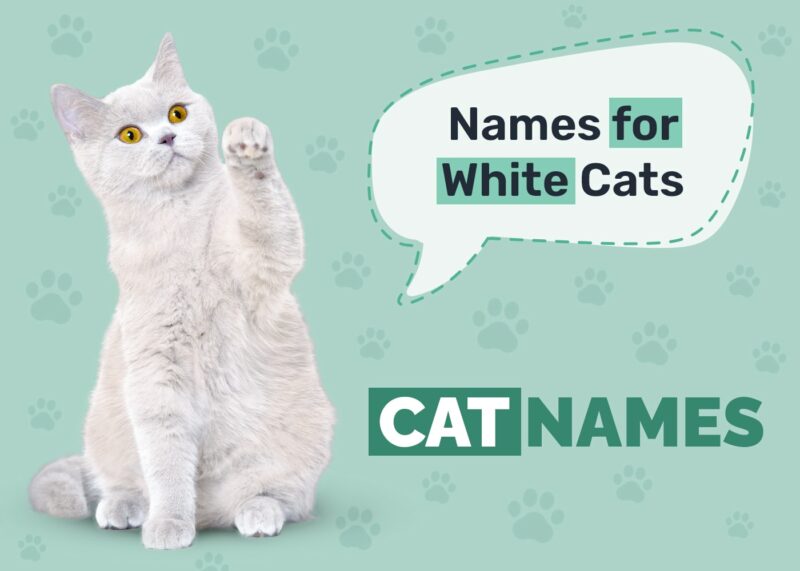 White Cat Names