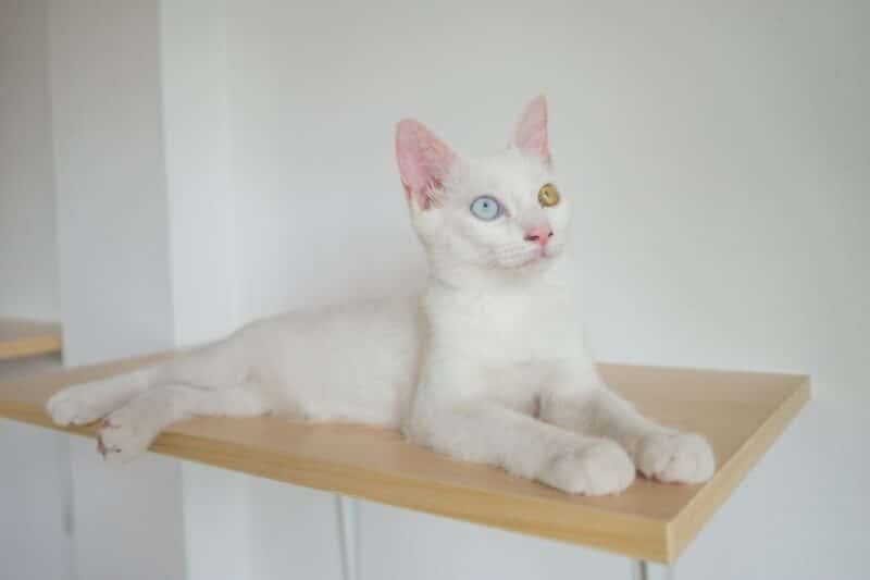 white cat on wall shelf