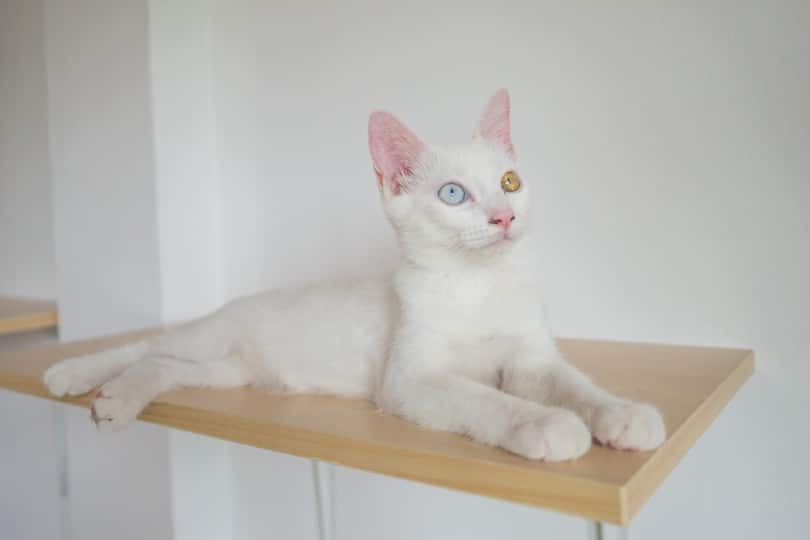 white cat on wall shelf