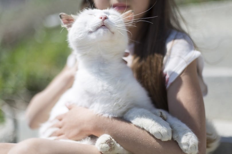 white cat purring