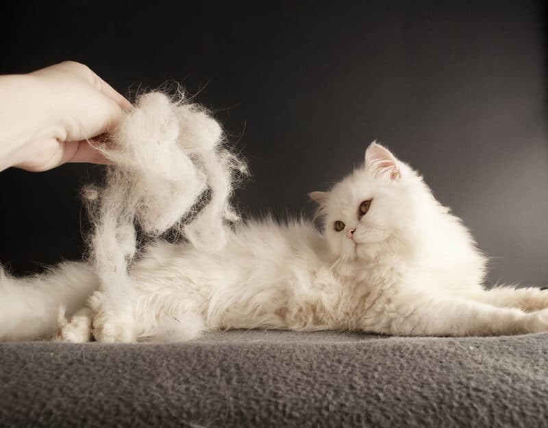 white cat shedding