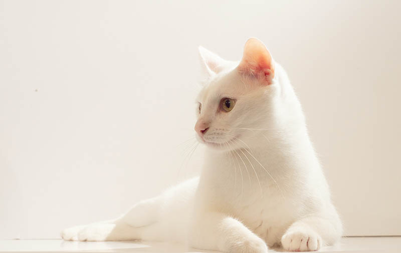 white cat sitting on the floor