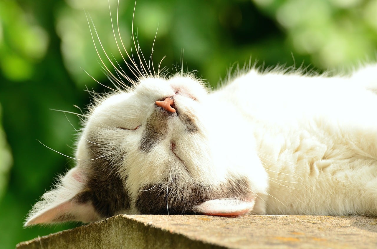 white cat sleeping