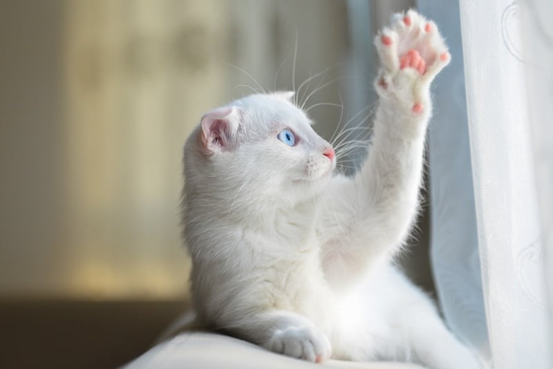 white cat wave his paws