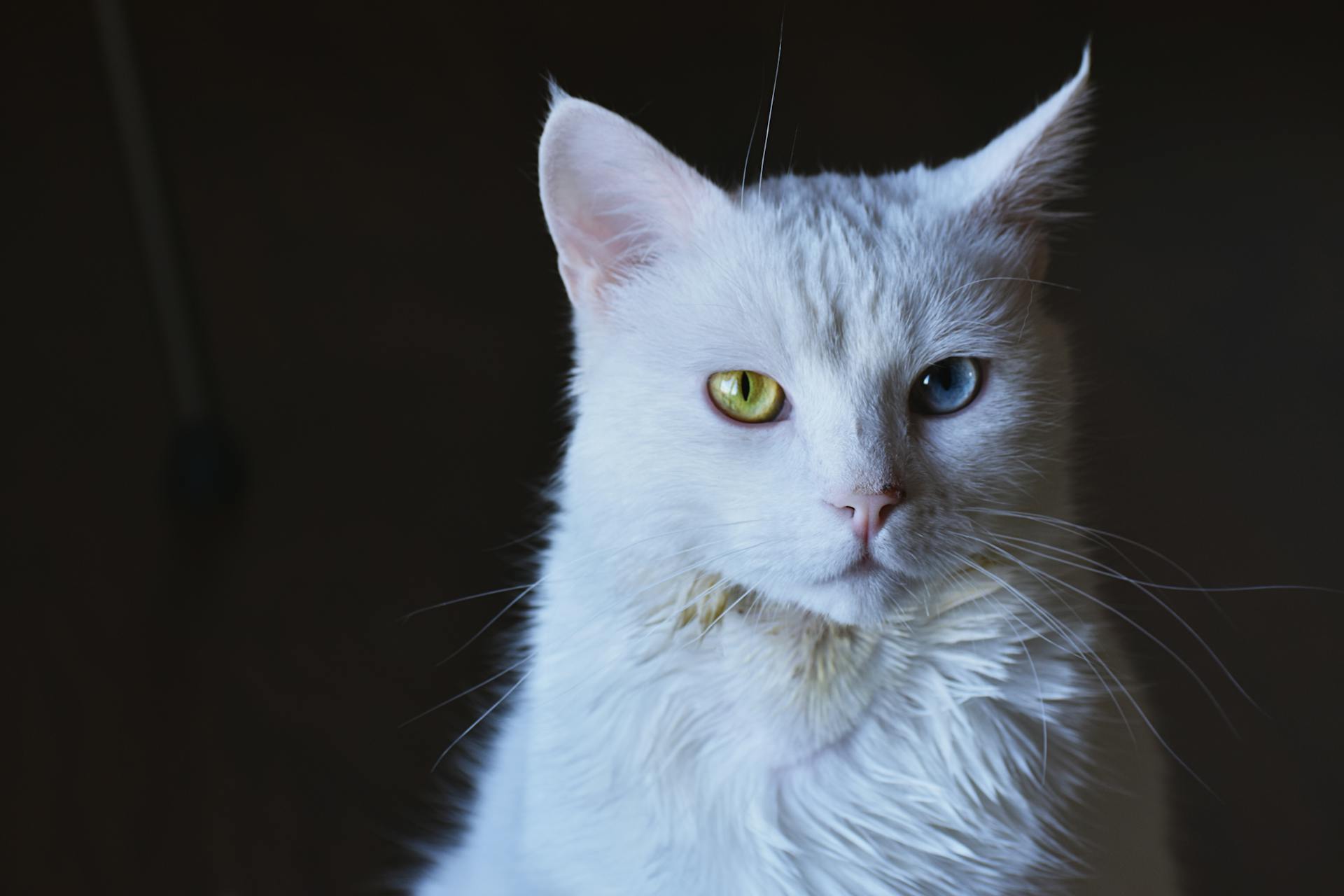 white cat with odd eyes