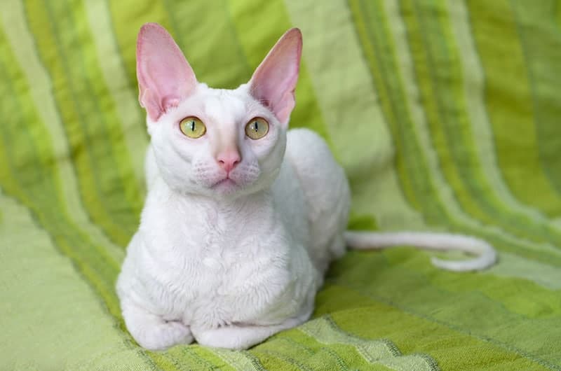 white cornish rex cat lying on the couch at home