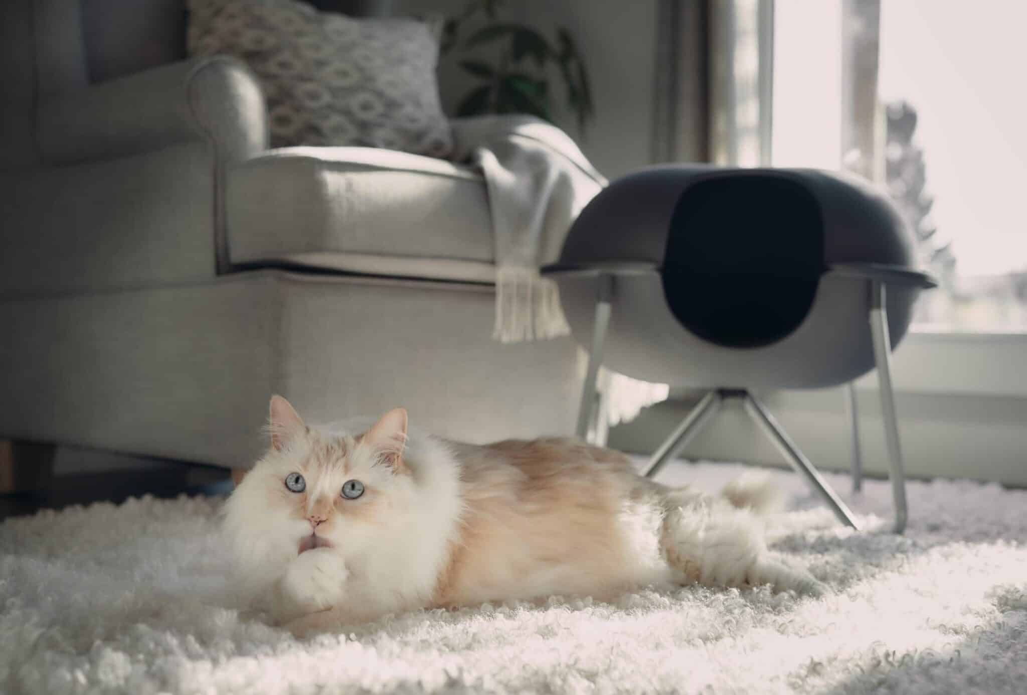 How Do Cats Clean Themselves? Normal Behavior & Advice (VetReviewed