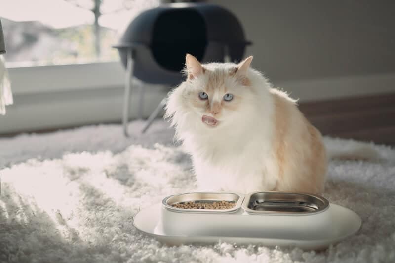 white himalayan persian licking lips