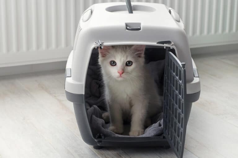 How to Get Your Cat into a Carrier Expert Tips & StepbyStep Guide