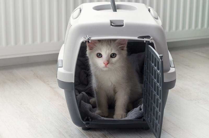 white kitten in a pet carrier