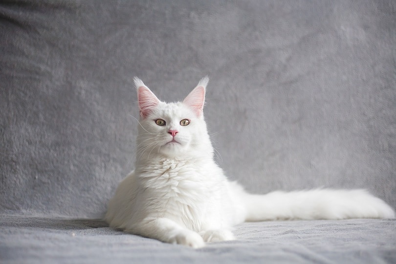 white maine coon cat in gray background