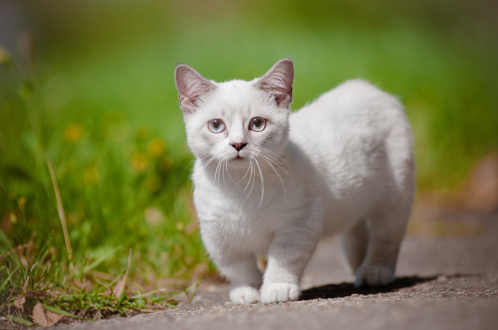 white munchkin cat outdoor
