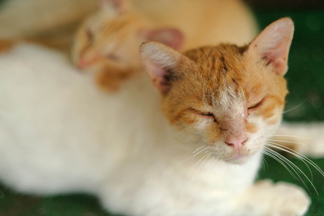 white orange cat with ear mites