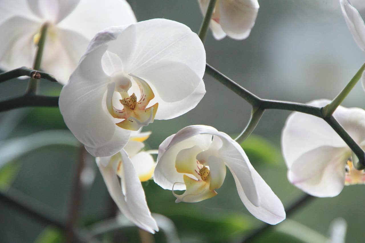 white orchids