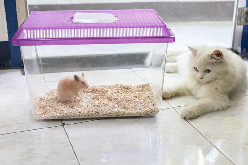 white persian cat beside a syrian hamster in the cage