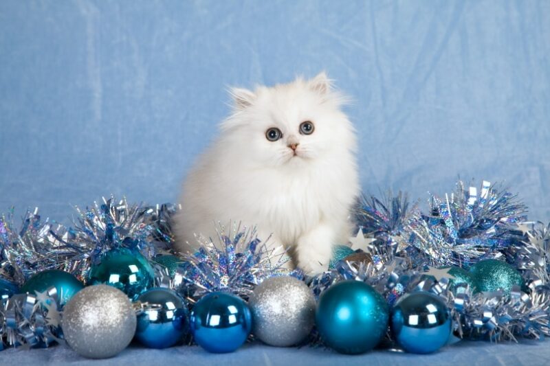 white persian kitten sittng