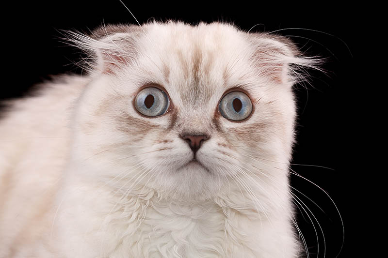 white scottish fold cat