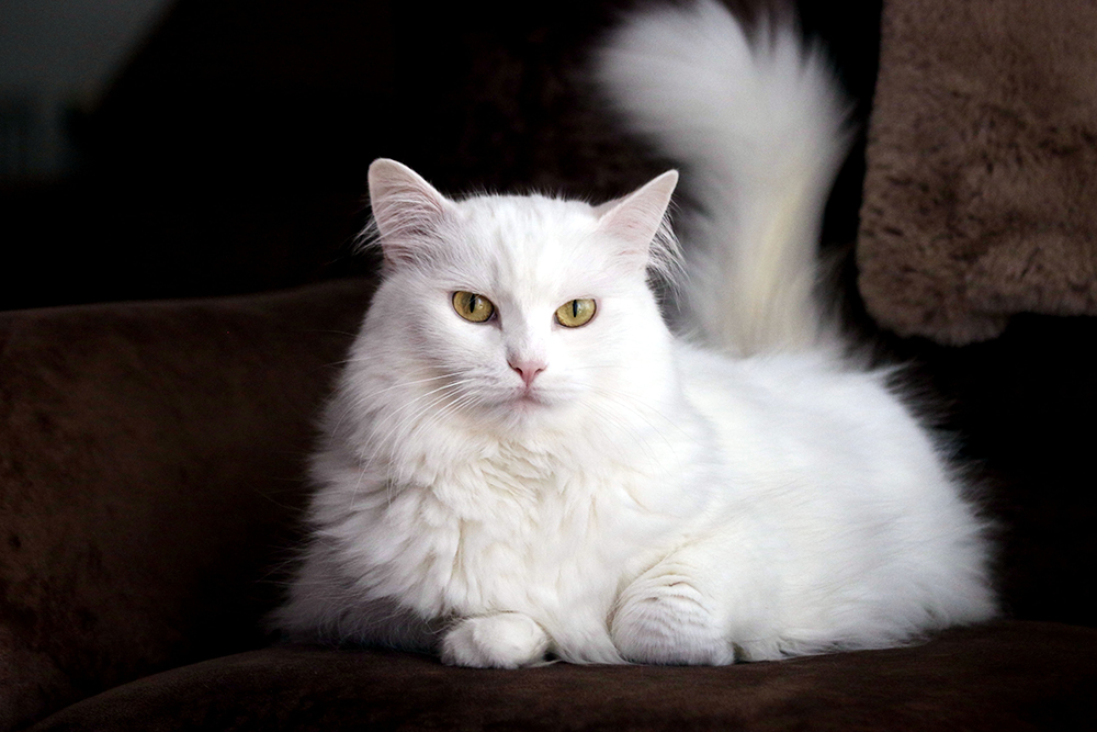 white Turkish angora cat on the couch