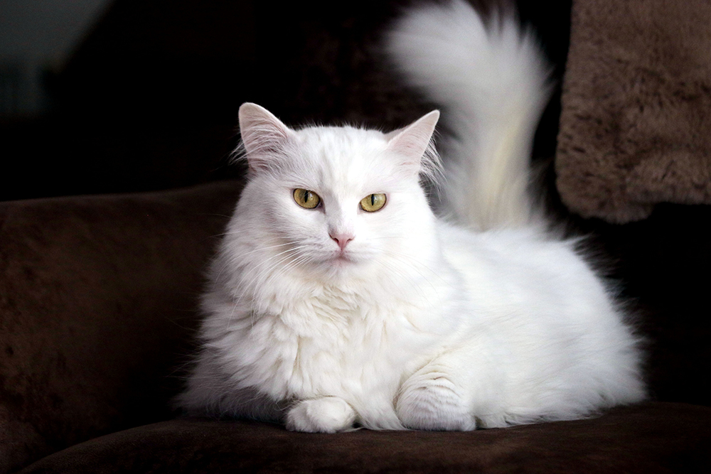 white Turkish angora cat  on the couch