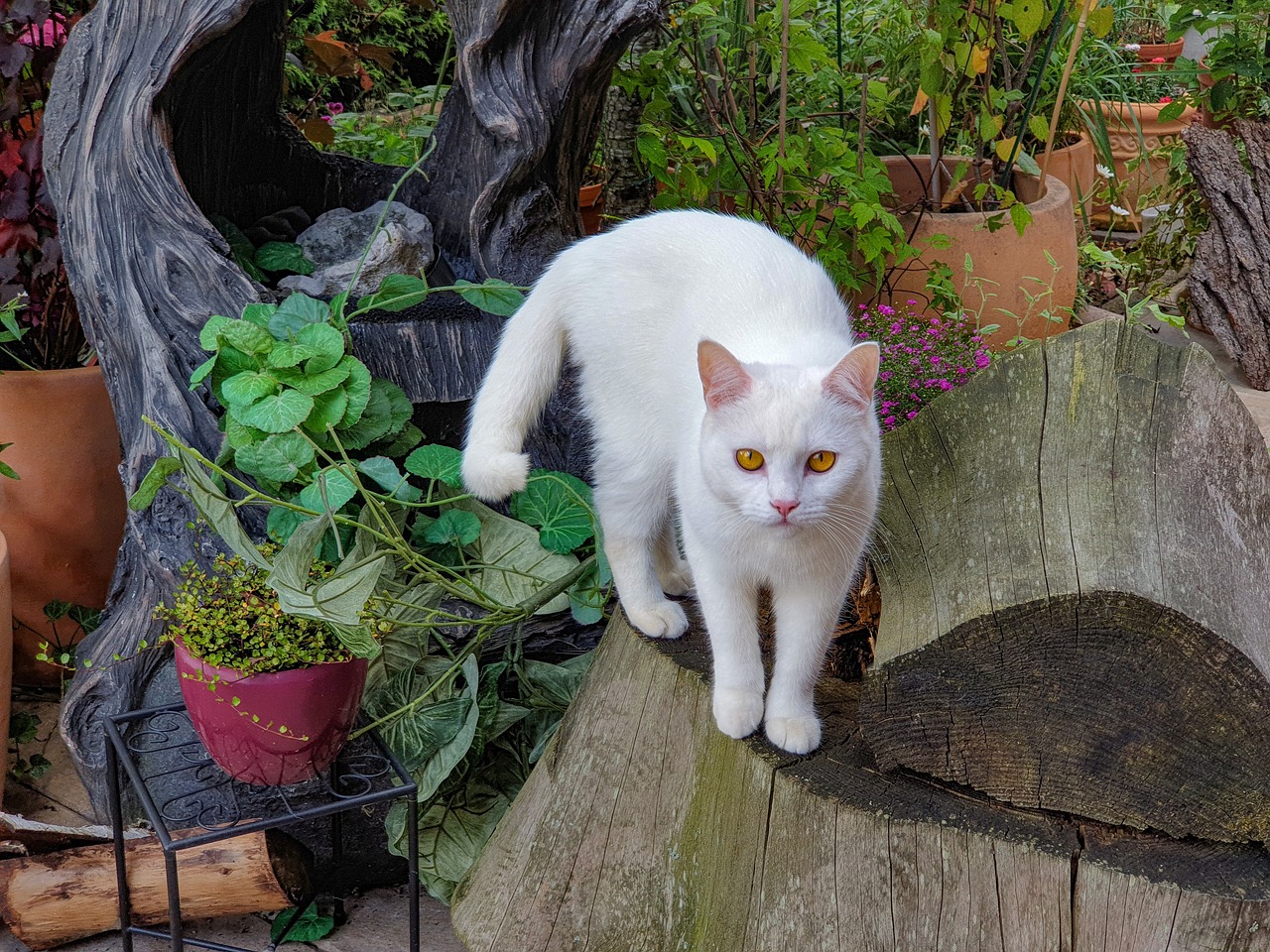 white turkish van with curly tail