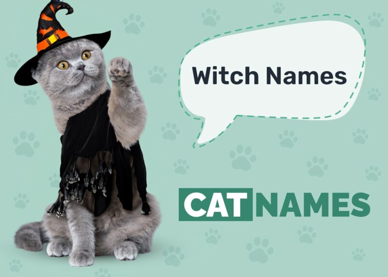 Witch Cat Names
