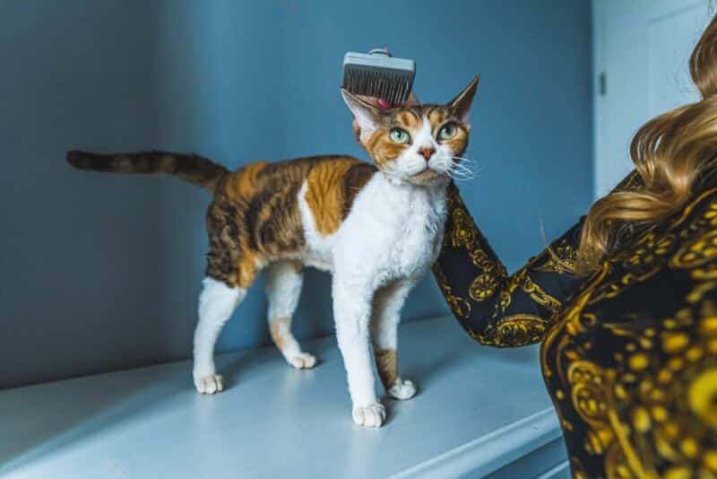 woman brushing calico tortoiseshell Devon Rex