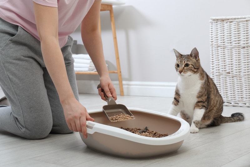 woman cleaning cat litter tray